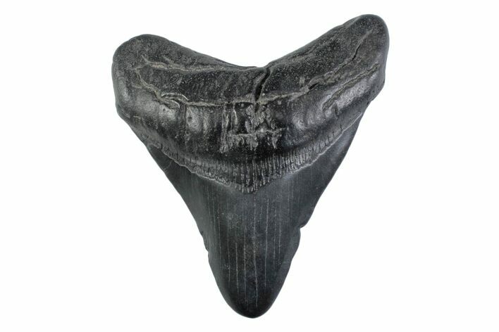 Fossil Megalodon Tooth - South Carolina #362170